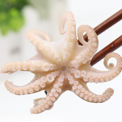 章鱼怎样做好吃,章鱼哪里有卖