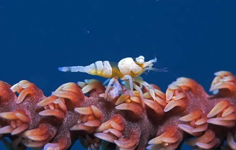 早上买的虾下午死了还能吃吗,中午买的活虾晚上死了还能吃吗