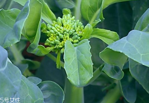 芥兰是不是发物,芥菜是发物的吗