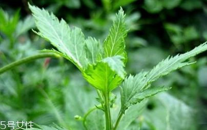 菊花脑的味道,菊花是什么味道的?