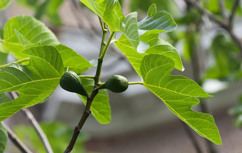 孕妇能不能吃无花果干,孕妇能不能吃无花果的功效和作用