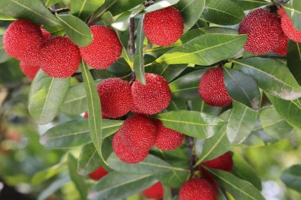 冷冻杨梅可以保存多久,杨梅可以保存多久 冷冻杨梅可以保存多久,杨梅可以保存多久