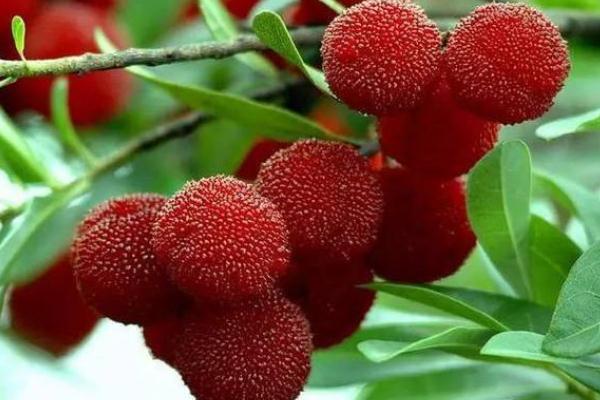 杨梅为什么有虫子,杨梅有寄生虫吗 杨梅为什么有虫子,杨梅有寄生虫吗