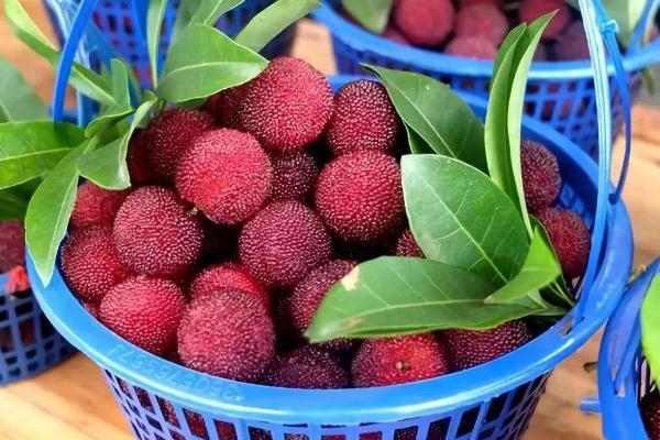 杨梅是几月份的水果广东,杨梅是什么季节的水果