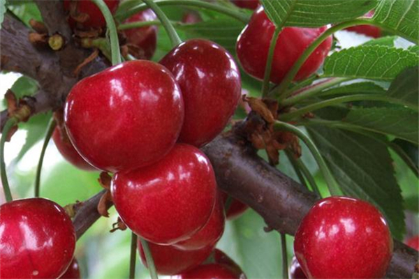 樱桃和车厘子是一个品种吗,大樱桃和车厘子一样吗
