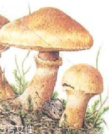 榛蘑的好处,榛蘑的好处都有多少啊