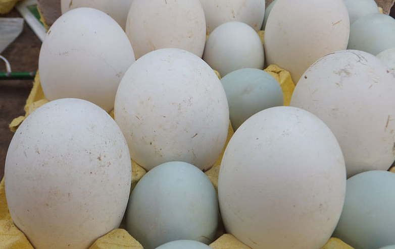 孕妇吃鹅蛋对胎儿有什么好处,怀孕期吃鹅蛋有什么好处