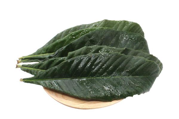 枇杷水的功效和作用,枇杷叶红糖生姜熬水的功效