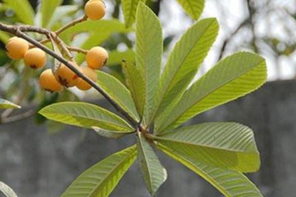 枇杷叶怎么熬水治咳嗽,枇杷叶怎么煮水止咳 枇杷叶怎么熬水治咳嗽,枇杷叶怎么煮水止咳