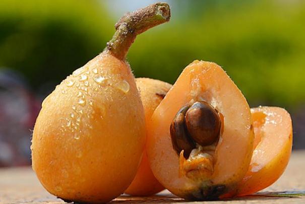 吃枇杷可以治咳嗽吗,枇杷叶能不能治咳嗽