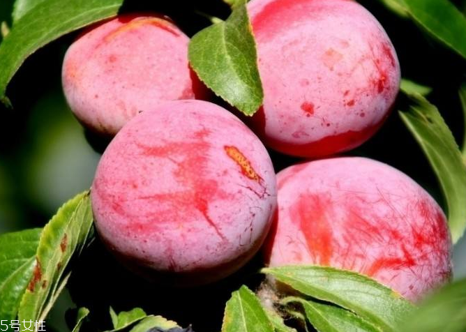 梅花蛋的做法,蛋花的家常做法 梅花蛋的做法,蛋花的家常做法