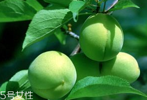 梅花特征有哪些,梅花身上的特点