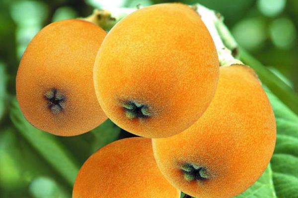 枇杷生吃好还是熟吃好,枇杷果生吃还是煮熟