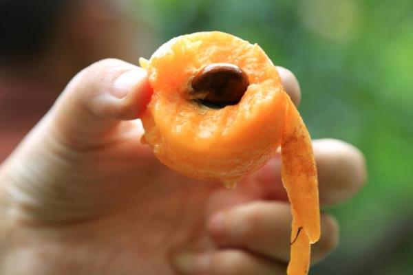 枇杷不能和什么同食,枇杷和什么东西不能同时吃 枇杷不能和什么同食,枇杷和什么东西不能同时吃