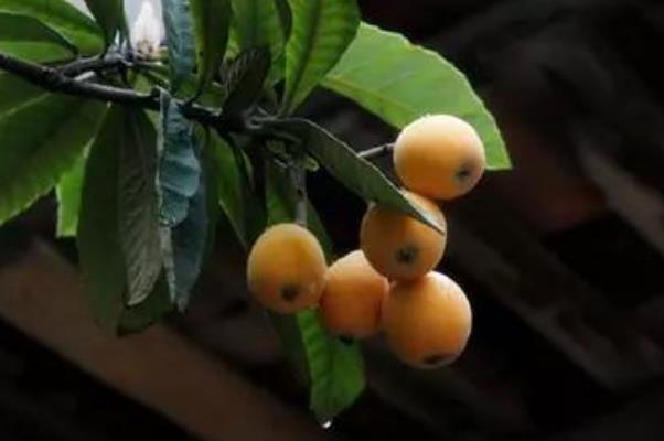 枇杷能和梨一起煮吗,枇杷叶和梨可不可以一起煮