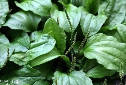 车前草对高血压有用吗,车前草降血压吗