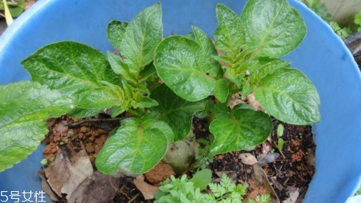 车前草和鱼腥草可以一起吃吗,车前子和鱼腥草能同时熬水喝吗?