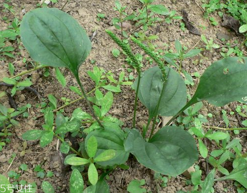 车前草的种植方法,车前草种子哪里有卖的? 车前草的种植方法,车前草种子哪里有卖的?