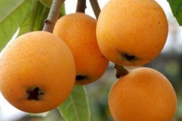 枇杷每年什么时候成熟,枇杷是在什么季节成熟的?