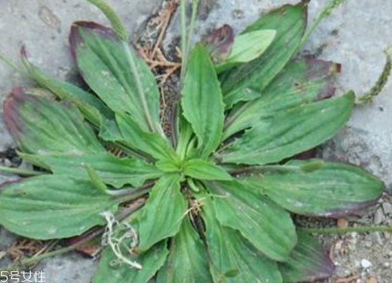 车前草要煮多久才有效果,车前草要煮多久?