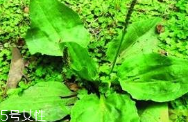 车前草的别名叫什么,车前草的种类有几种