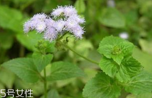 藿香的禁忌人群,广藿香禁忌