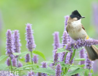 藿香正气水跟阿莫西林,藿香正气丸能和阿莫西林一起吃吗
