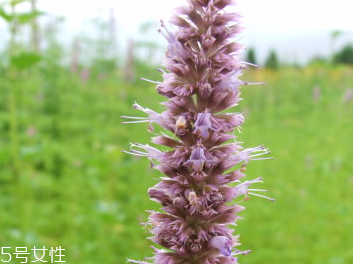 藿香和佩兰有什么作用?,藿香和佩兰的功效和作用