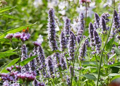 香料在卤水中的用量,卤汁配料表