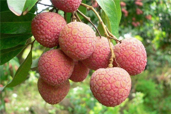 荔枝含酒精吗?,荔枝含酒精吗小孩子吃了荔枝7小时后给她服了头孢克肟