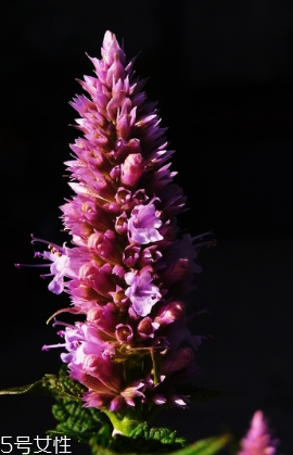 藿香的养殖方法,藿香的养殖方法和注意事项