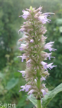 藿香的功效和作用,藿香的功效和主治 藿香的功效和作用,藿香的功效和主治