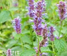 藿香能泡水喝吗有什么功效,藿香能泡水喝吗