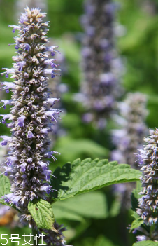 藿香的禁忌人群,广藿香禁忌 藿香的禁忌人群,广藿香禁忌