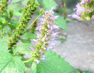 藿香是薄荷吗?藿香和薄荷的区别,藿香和薄荷的区别功效 藿香是薄荷吗?藿香和薄荷的区别,藿香和薄荷的区别功效