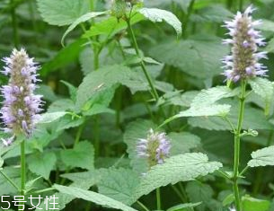 皮肤过敏能吃茴香吗,皮肤过敏可以吃 皮肤过敏能吃茴香吗,皮肤过敏可以吃