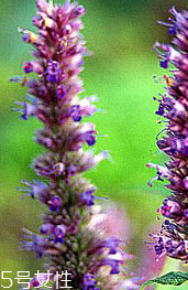 藿香的作用和功效,藿香的作用和功效有哪些 藿香的作用和功效,藿香的作用和功效有哪些