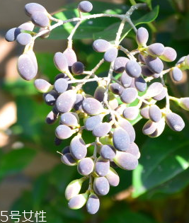 女贞子枕头的功效,用女贞子做枕头有哪些用处