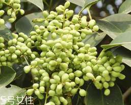 女贞子的用量是多少克,女贞子的用量一般是多少