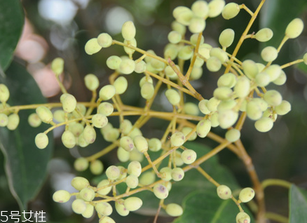 当归的功效和作用是什么,当归的功效和作用的功能和主治 当归的功效和作用是什么,当归的功效和作用的功能和主治