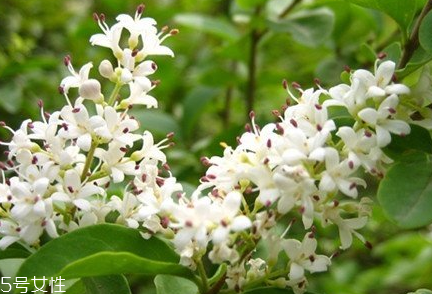 女贞子对女性的好处,女贞子对身体有什么好处