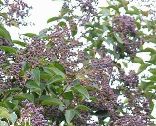 女贞子怎么吃效果最好,女贞子怎么吃补肾阴虚