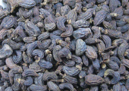 女贞子怎样吃,女贞子吃法 女贞子怎样吃,女贞子吃法