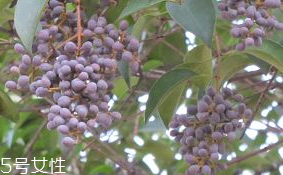 女贞子的药理作用研究,女贞子的药理作用及临床应用 女贞子的药理作用研究,女贞子的药理作用及临床应用