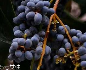 女贞子的功效和作用和主治,女贞子的功效和作用