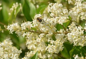 桑葚和女贞子一起服用功效,桑葚干和女贞子可以一起泡酒吗