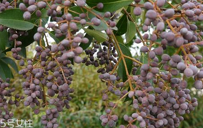 女贞子怎么种植,女贞子种植技术