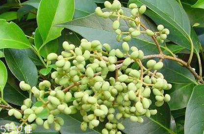 女贞子怎么吃最好,女贞子能吃么 女贞子怎么吃最好,女贞子能吃么