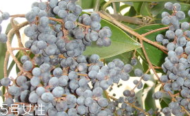 女贞子是什么样的图片,女贞子是什么样子