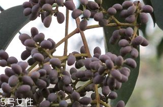 女贞子怎么吃效果最好,女贞子怎么吃补肾阴虚